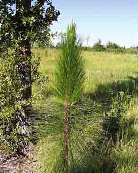 Baby longleaf pine - Glendale Memorial Nature Preserve