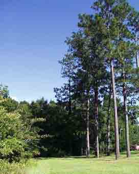 Happy pines - Glendale Memorial Nature Preserve