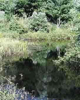 Pond - Glendale Memorial Nature Preserve