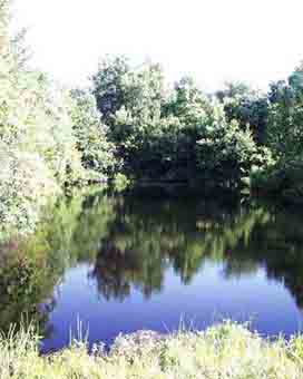 Beaver pond - Glendale Memorial Nature Preserve