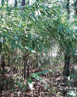 arrow bamboo