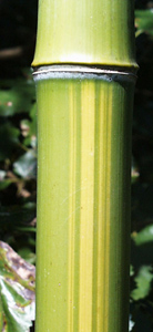 yellow-stripe bamboo shoot