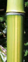 yellow groove bamboo showing stripe