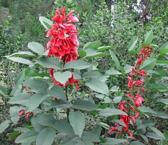 Coral tree - Glendale Memorial Nature Preserve