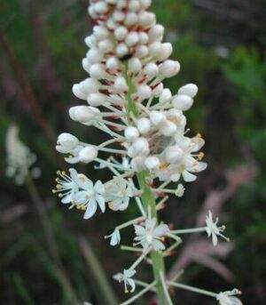 Crow's Poison - Glendale Memorial Nature Preserve