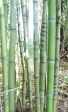 fishing-pole bamboo