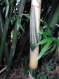 "Greenstripe" clumping bamboo
